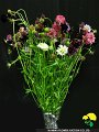 Scabiosa japonica Tall Double